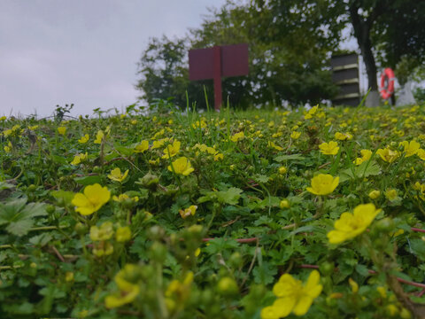 美丽的花田