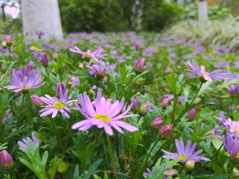 格桑花