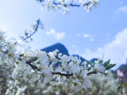 梨花