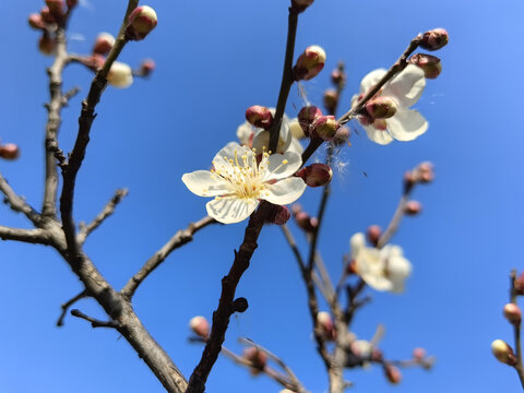 绽开的梅花