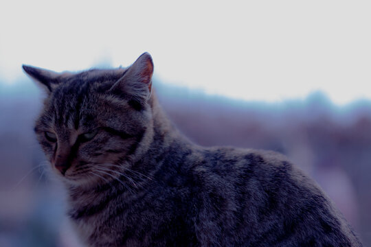 狸花猫