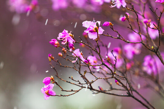 春天杜鹃花