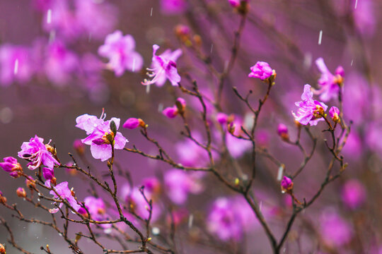 风雪杜鹃花