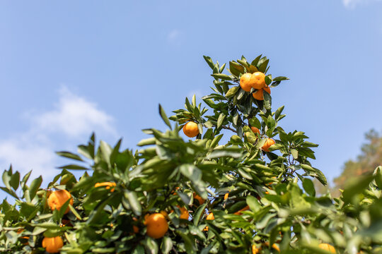 临海涌泉蜜橘