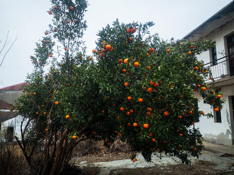 丰收的橘子树