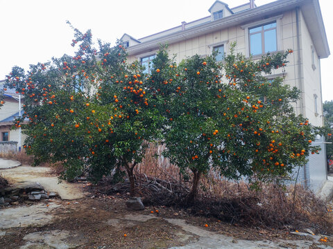 硕果累累的橘子树