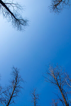 蓝天与树木