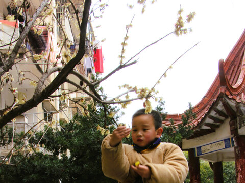 寒冬梅花香满庭