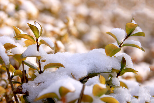 冬雪