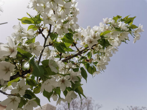 白樱花