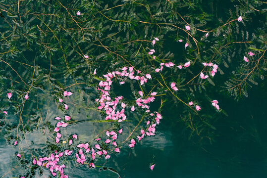 水中的桃花瓣