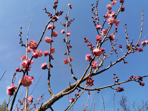 红梅花