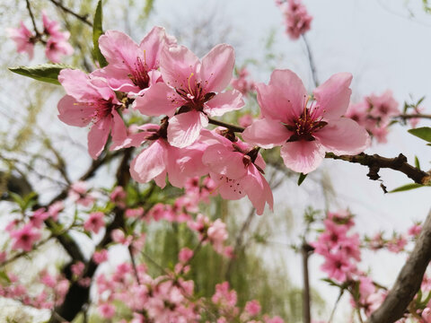 桃花