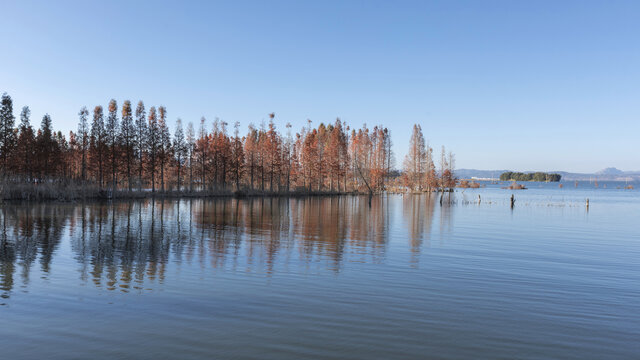 云南昆明滇池湿地蓝天水杉林