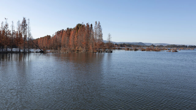 云南昆明滇池湿地蓝天水杉林