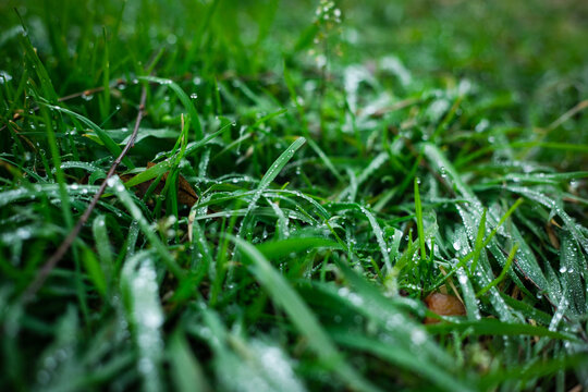 雨后的青草