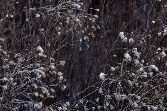 雪后枯萎的野花