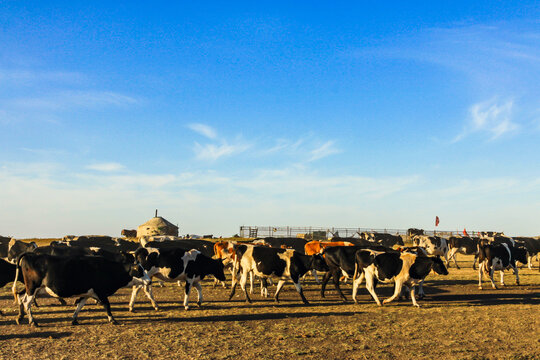 草原蒙古包牛群