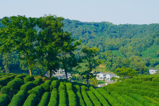 植物杭州风貌龙井村