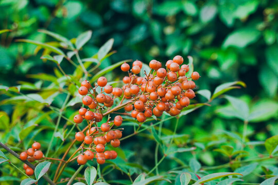 植物杭州风貌龙井村