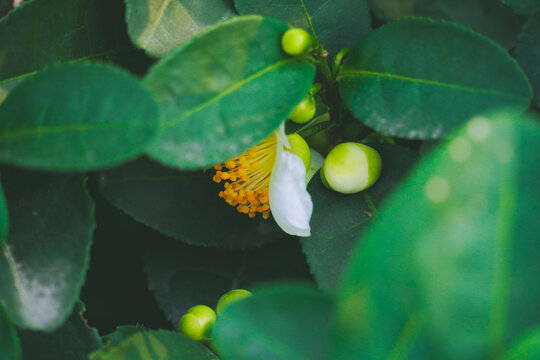 植物杭州风貌龙井村茶花