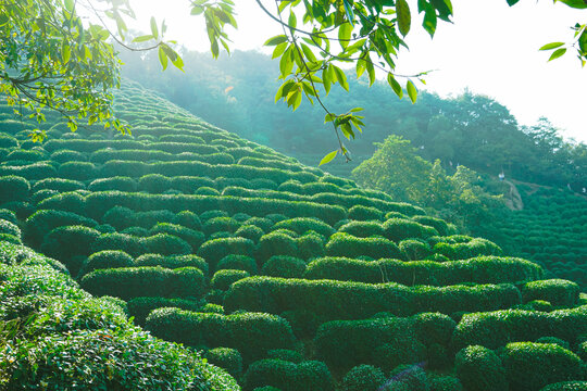 茶山杭州风貌龙井村