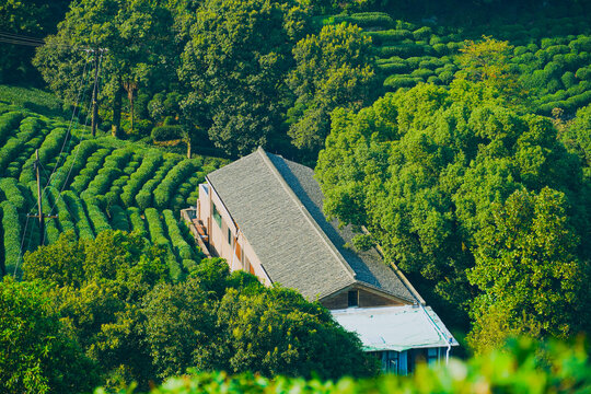 茶山村杭州风貌龙井村