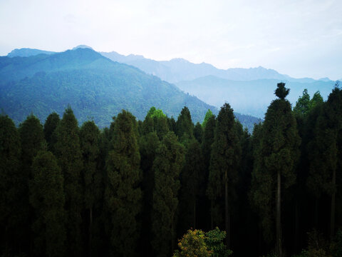 高山森林