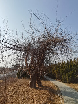 冬季干枯树枝