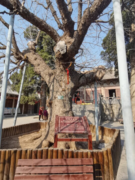 千年娑罗树