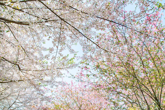 樱花背景