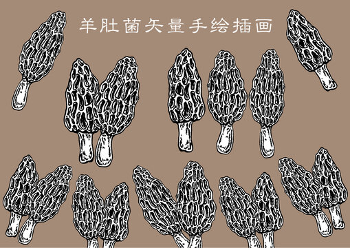 羊肚菌插画