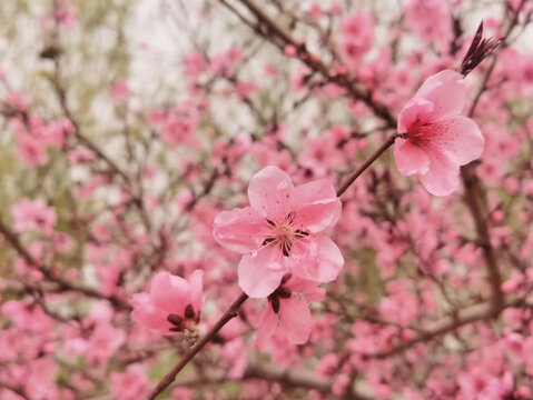 桃花开