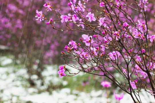 春雪杜鹃花开