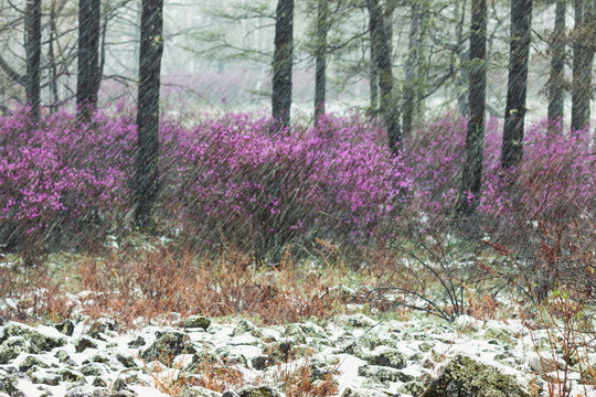 春雪森林杜鹃花