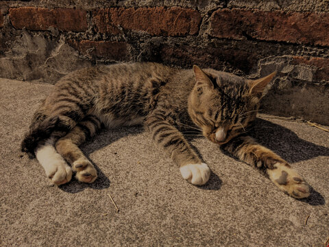 三花猫