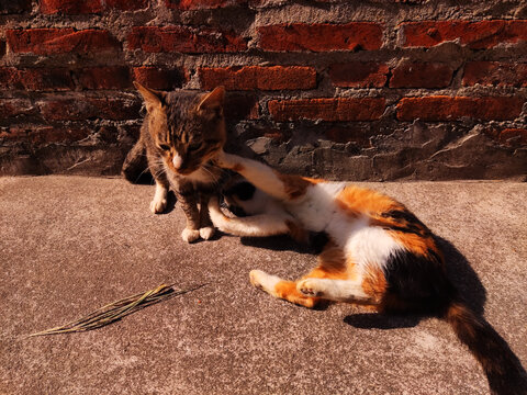 狸花猫和三花猫