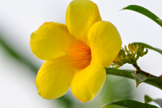 植物黄婵花