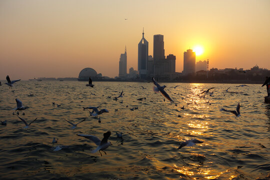 海鸥飞翔在夕阳下的海面上