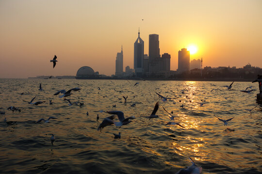 海鸥飞翔在夕阳下的海面上