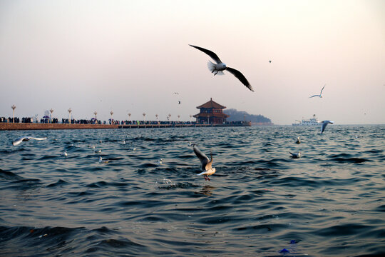青岛栈桥景区飞翔的海鸥