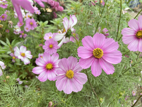 格桑花