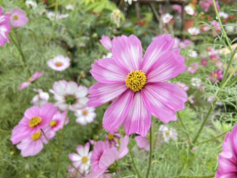 格桑花