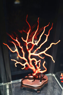 红珊瑚枝