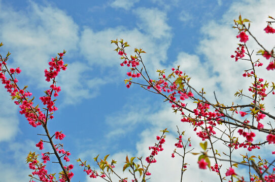 新丰樱花峪