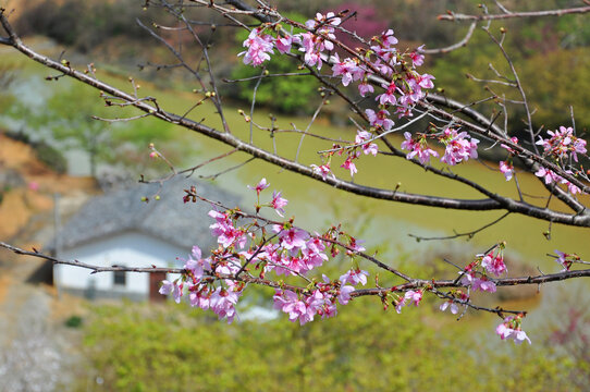 新丰樱花峪