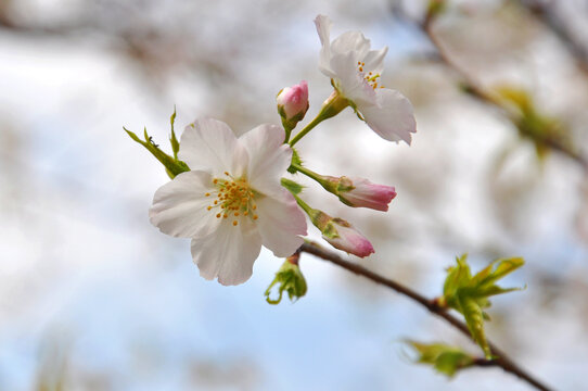 新丰樱花峪