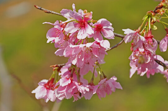 新丰樱花峪