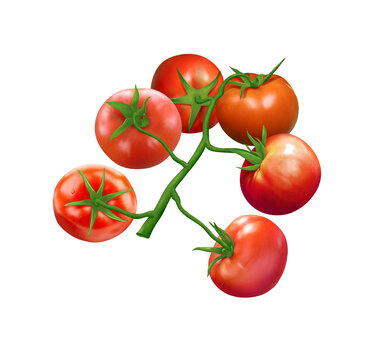 手绘写实番茄素材