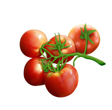 写实番茄